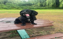 Cocker Spaniel dogs for sale: Working Show cocker spaniel  - Image 3