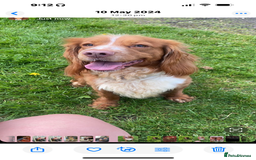 Cocker Spaniel dogs for sale: One male, four girl cocker spaniels - Image 10