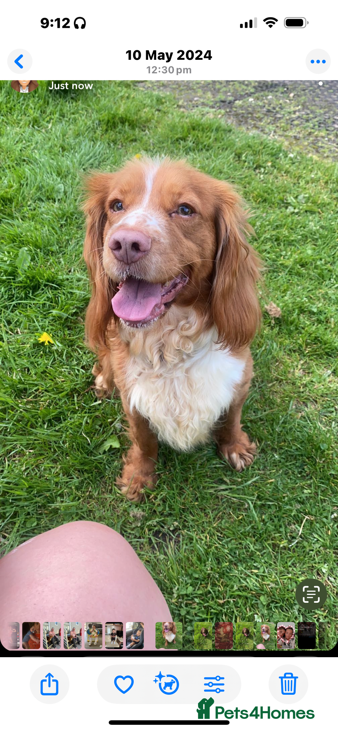 Cocker Spaniel dogs for sale: One male, four girl cocker spaniels - Image 10