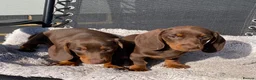 Dachshund dogs for sale: Dachshund Puppies for Sale - Advert 5