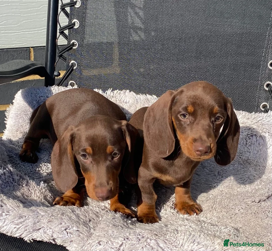 Dachshund dogs for sale: Dachshund Puppies for Sale - Advert 5