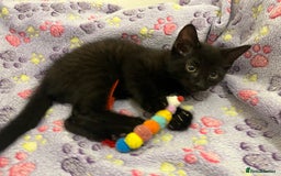 Mixed Breed cats for sale: Mixed breed adorable kittens in Waltham Cross - Image 19