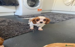 Cavalier King Charles Spaniel dogs for sale: Beautiful litter of King Charles Cavaliers - Image 11