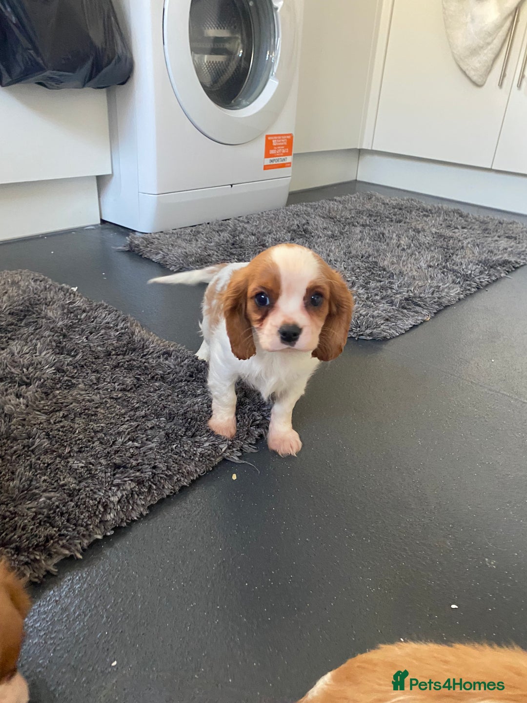 Cavalier King Charles Spaniel dogs for sale: Beautiful litter of King Charles Cavaliers - Image 11