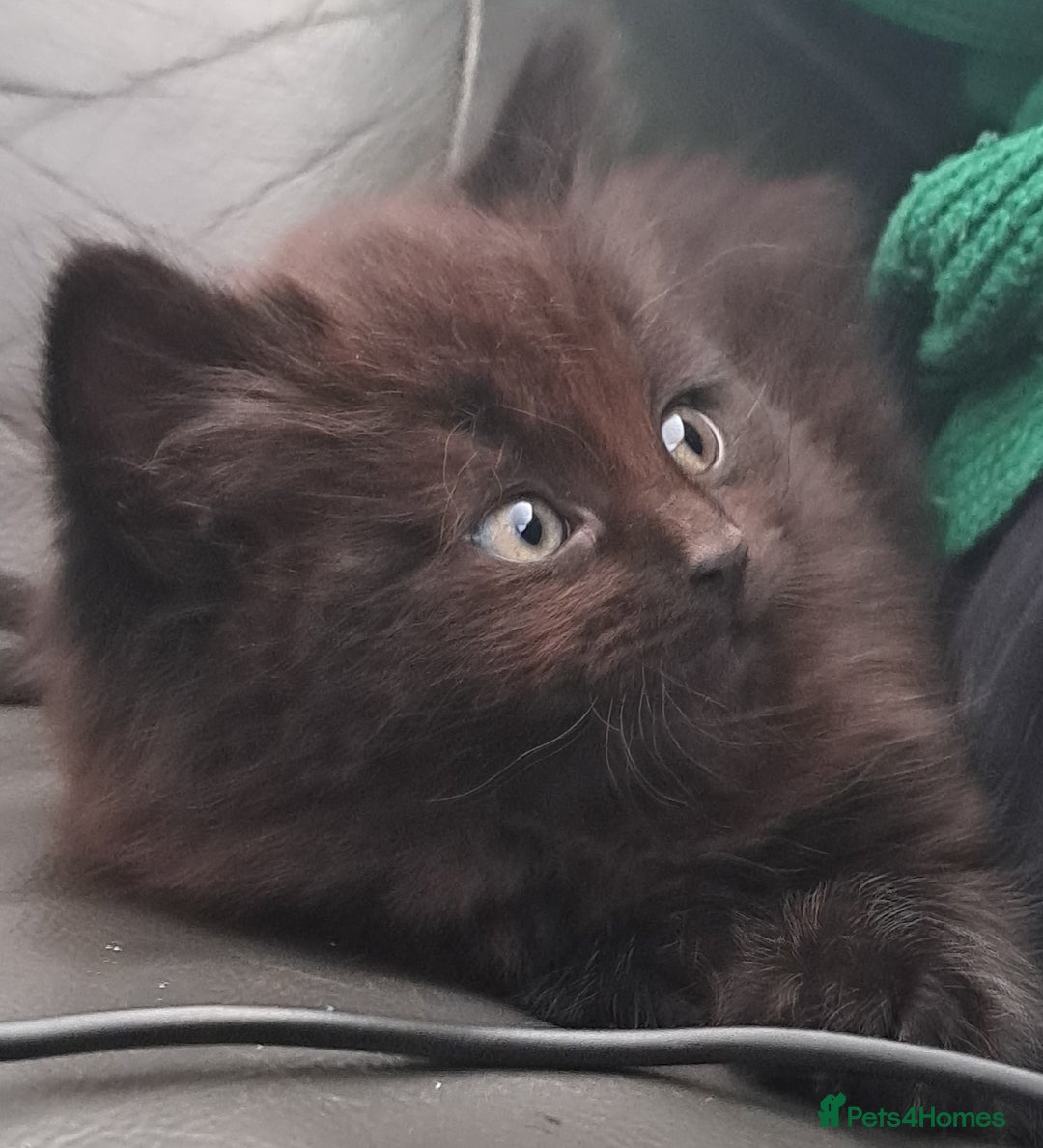 Mixed Breed cats for sale: Gorgeous Cross Kittens 🌟 - Advert 25