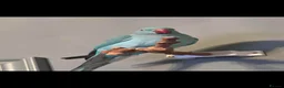 Parrots birds for sale: Indian ring neck  in Doncaster - Advert 1