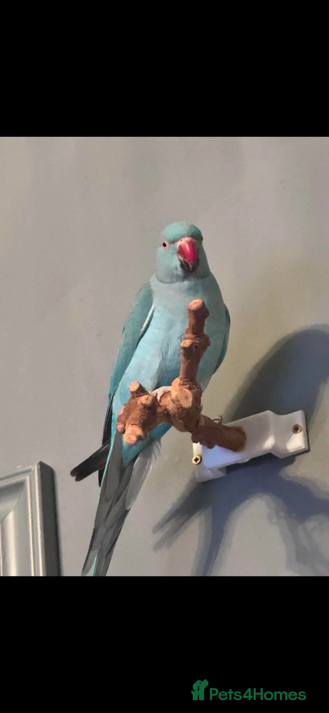 Parrots birds for sale: Indian ring neck  in Doncaster - Advert 1