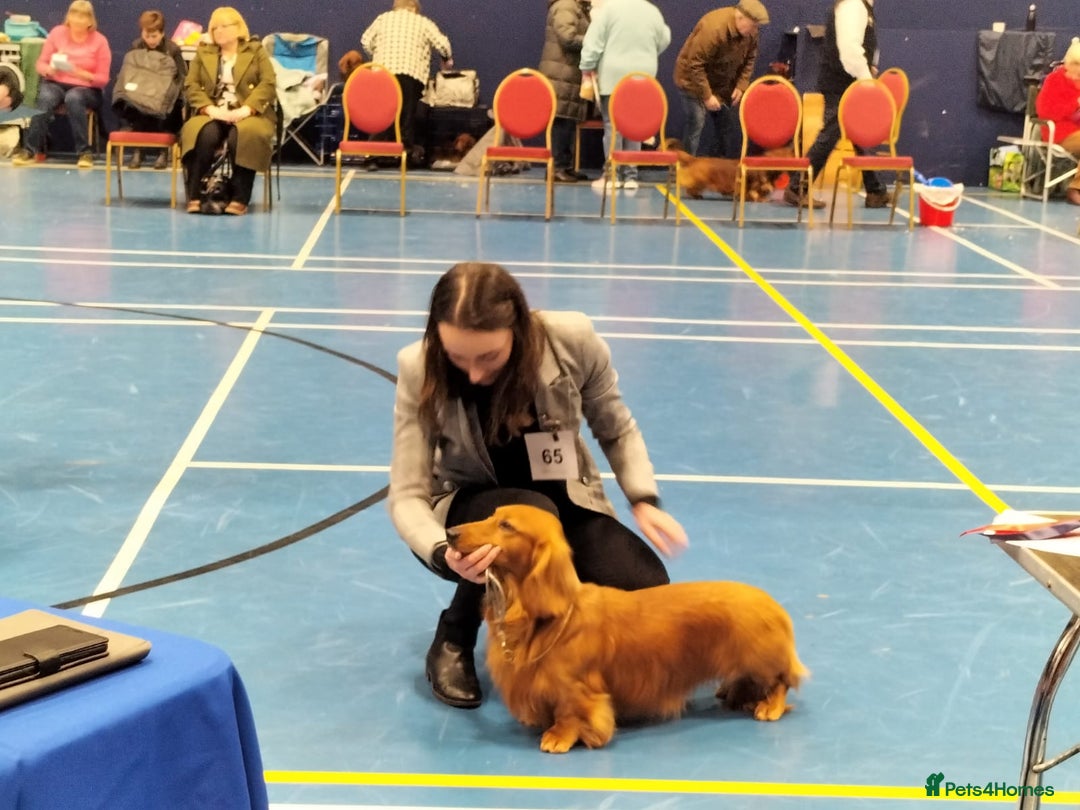 Dachshund dogs for stud: KC registered standard long haired dachshund  - Image 1