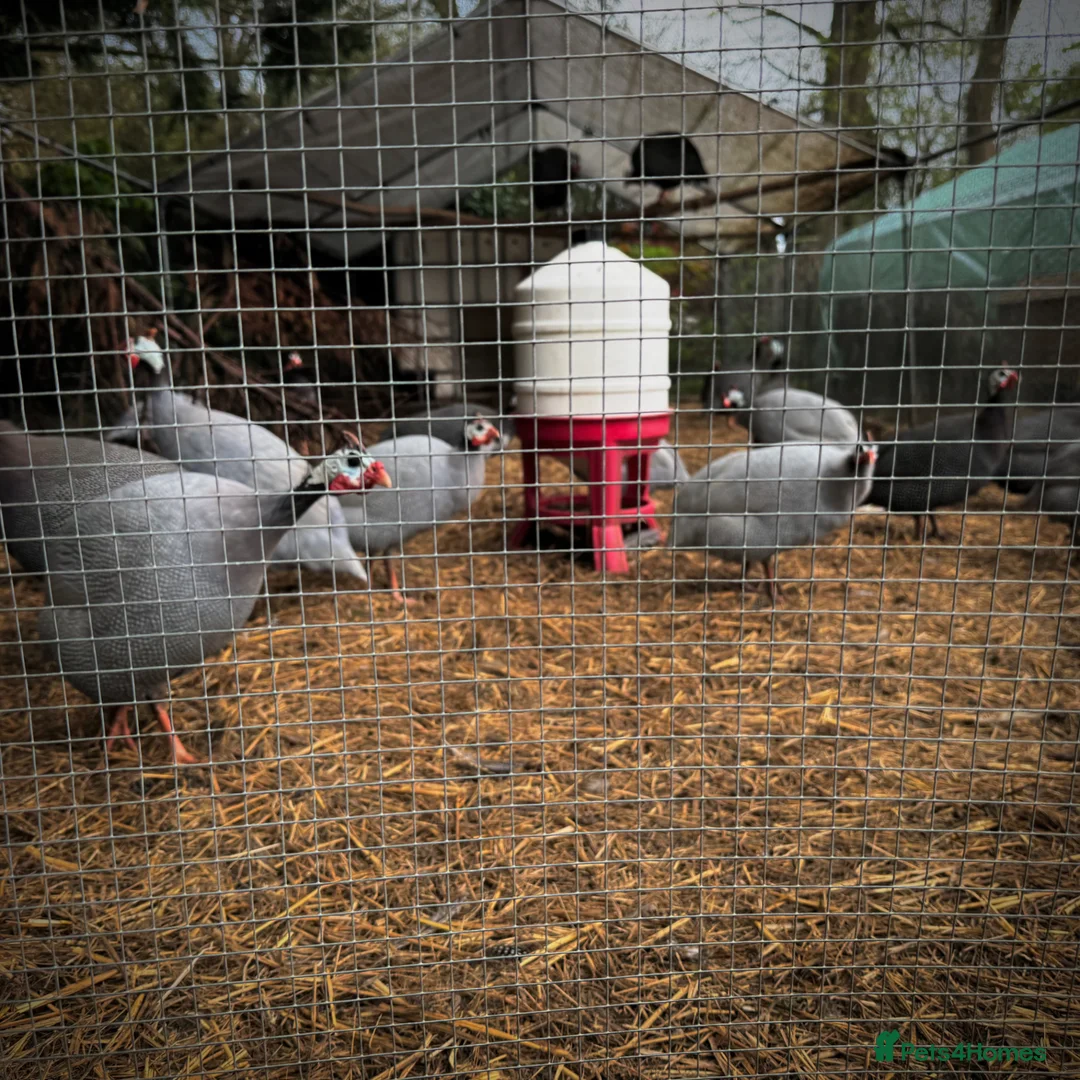 Guinea Fowl poultry for sale: Guinea Fowl Hatching Eggs in East Grinstead - Advert 2