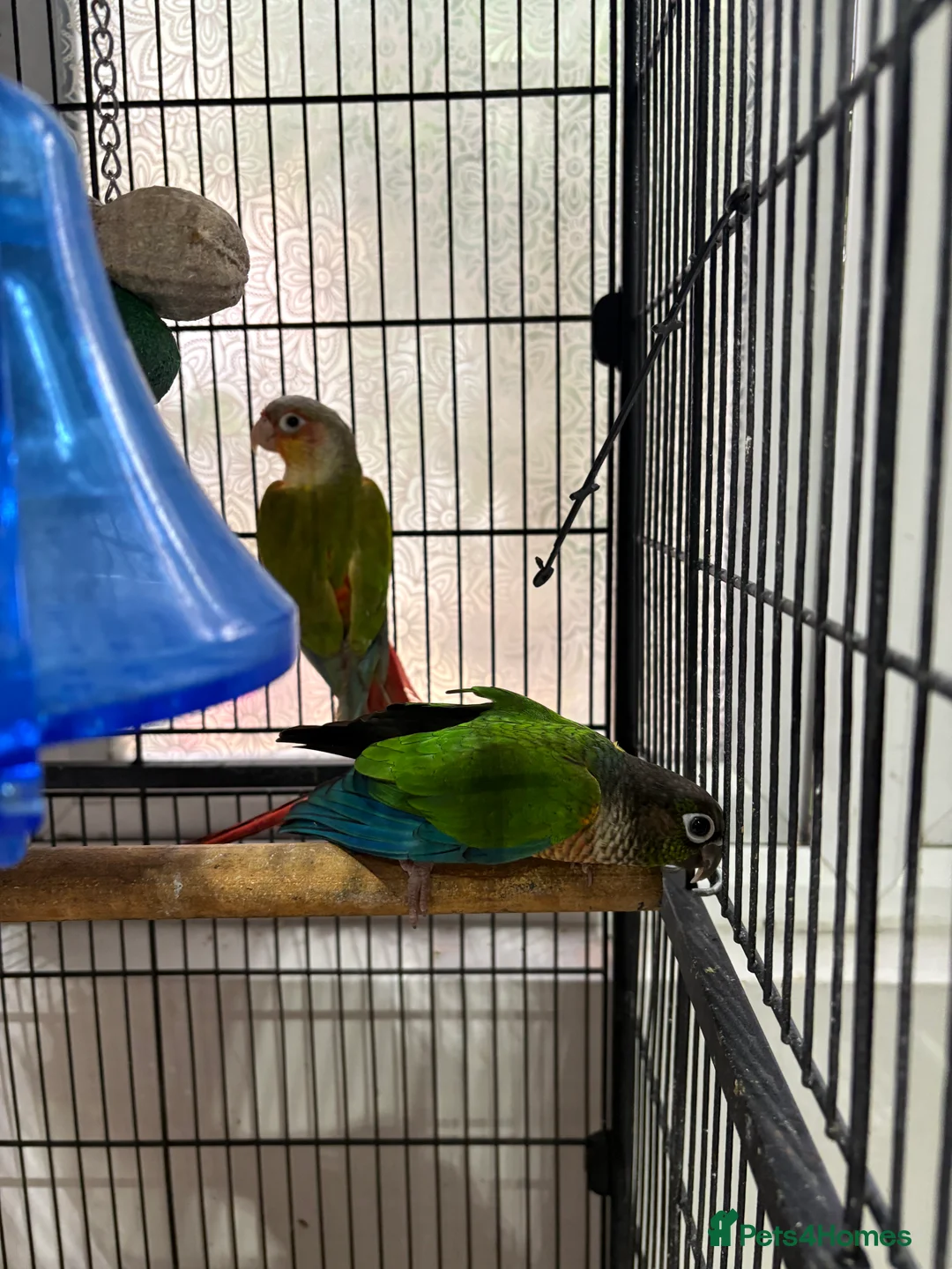 Conures birds for sale: Male & Female conure  - Advert 1