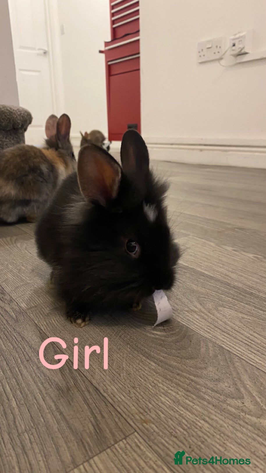 Mixed Breed rabbits 4 Bunnies For Sale  - Advert 1