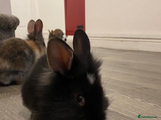 Mixed Breed rabbits 4 Bunnies For Sale - Advert 1