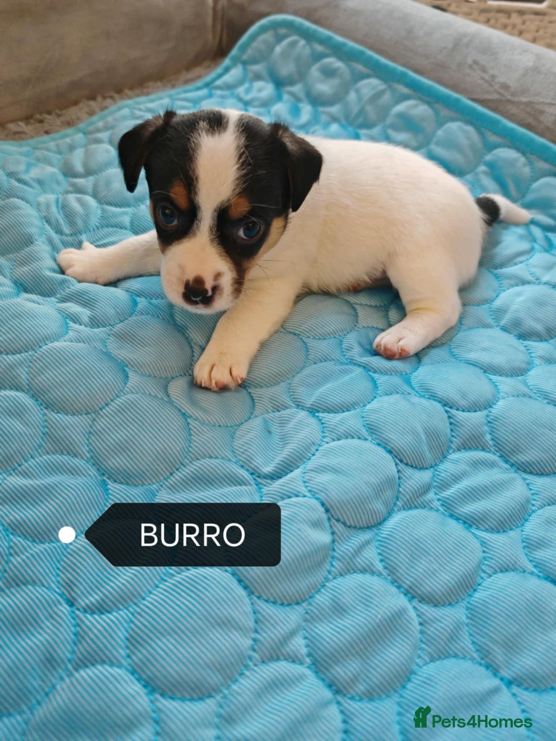 Jack Russell dogs for sale: Jack Russell puppies,Parents reg.Kennel club, - Image 9