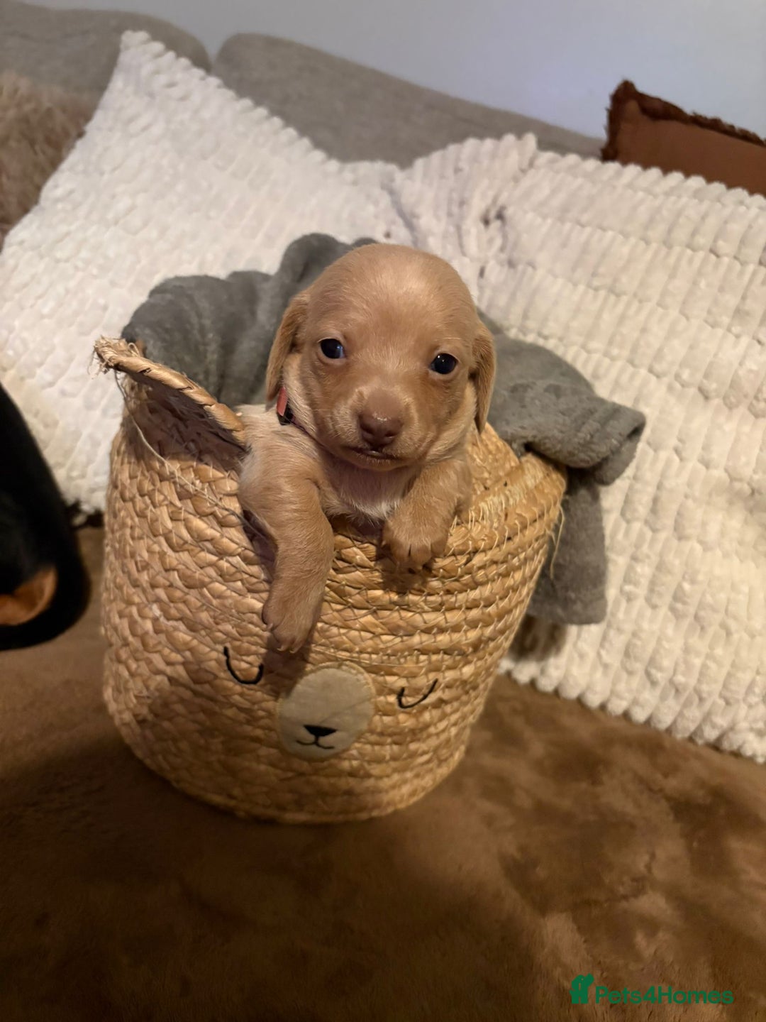 Miniature Dachshund dogs for sale: Miniature dachshund puppies forsale - Advert 18