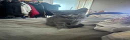 Mixed Breed cats for sale: Beautiful grey mixed kitten in Morecambe - Advert 2