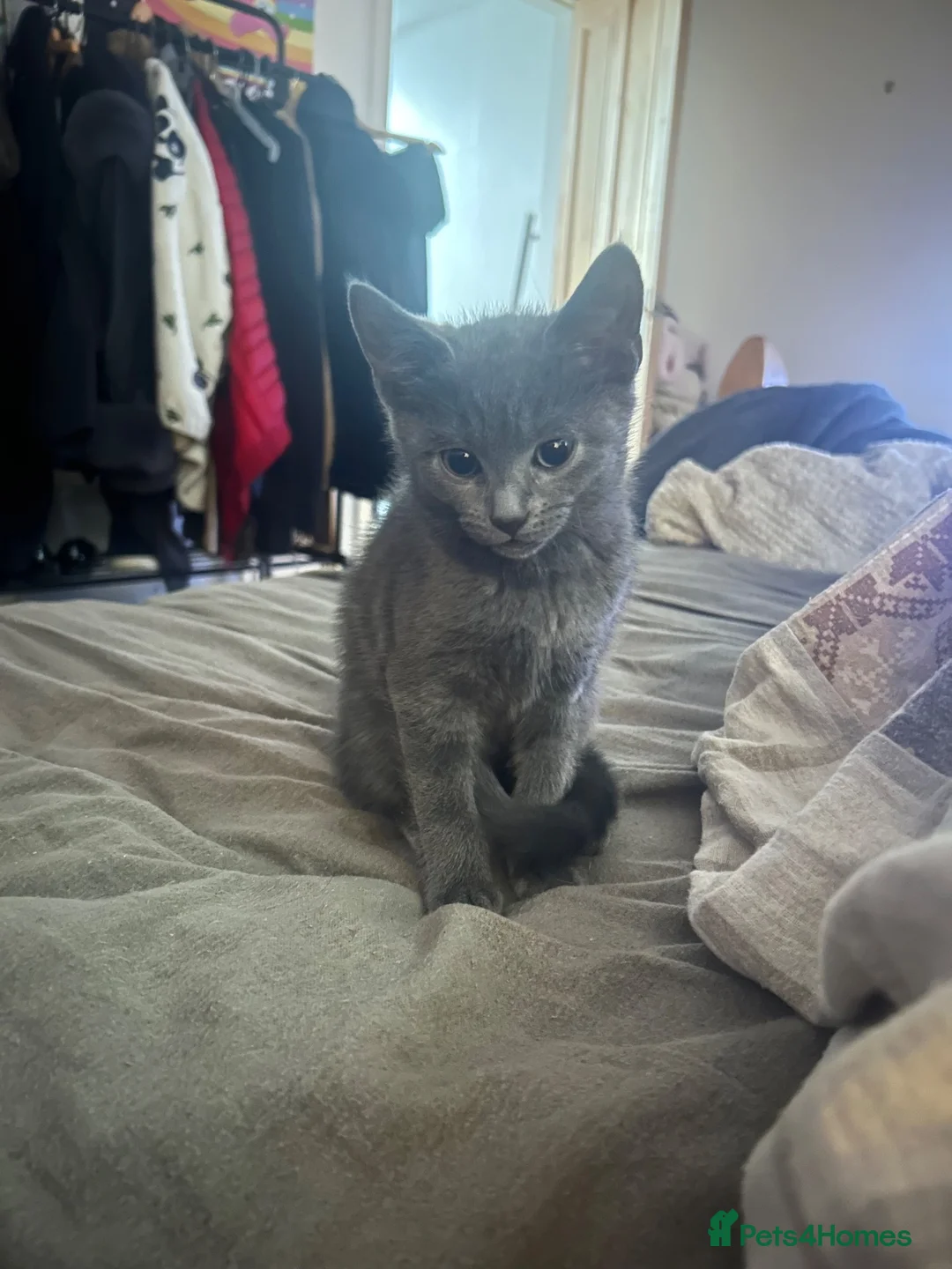 Mixed Breed cats for sale: Beautiful grey mixed kitten in Morecambe - Advert 2