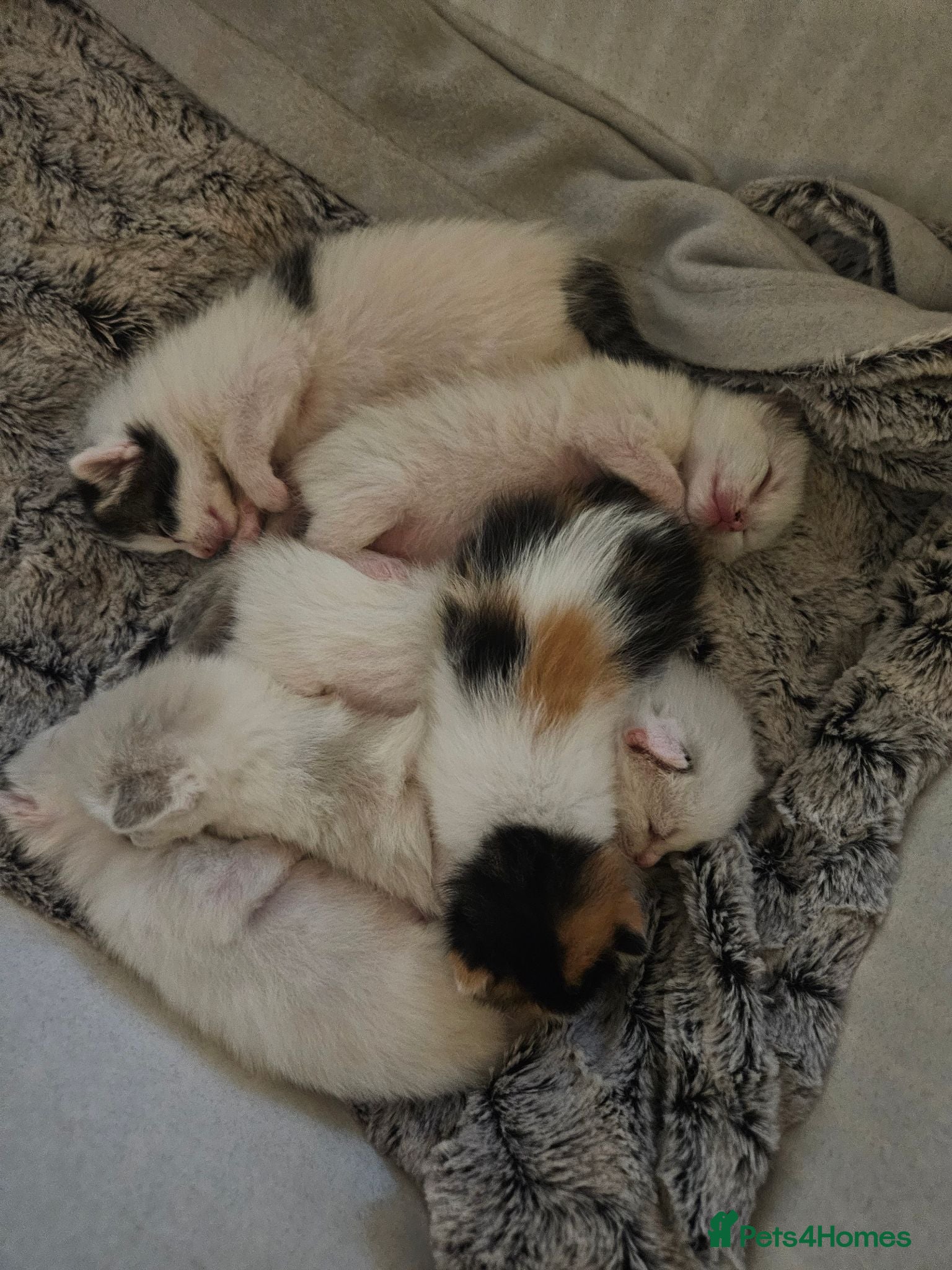 Ragdoll cats Stunning, Friendly Ragdoll cross kittens - Advert 1