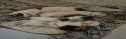 Ragdoll cats for sale: Stunning, Friendly Ragdoll cross kittens - Advert 7