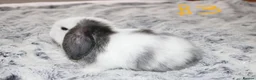 Mini Lop rabbits for sale: Stunning Mini Lop Babies - Advert 12