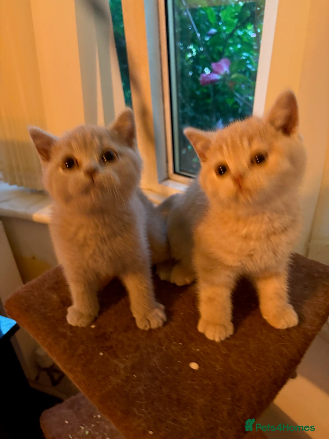 British Shorthair cats for sale: British Shorthair kittens - Image 15