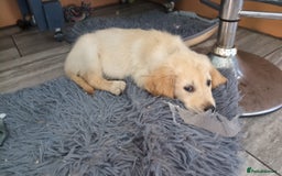 Golden Retriever dogs for sale: Kennel Club Reg Golden Retriever Puppies - Image 38