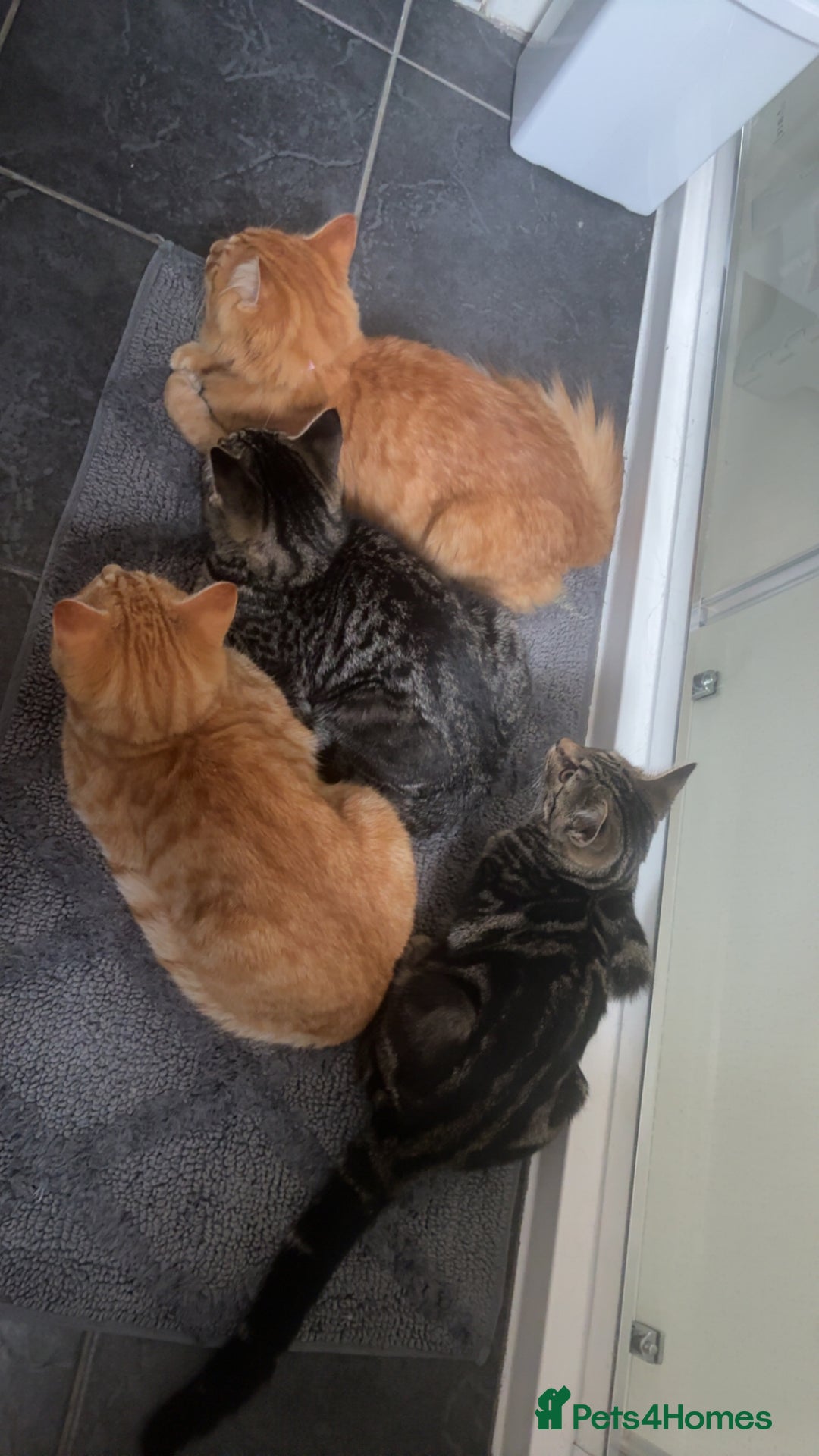 Maine Coon cats for sale: Maine coon mix  - Advert 18