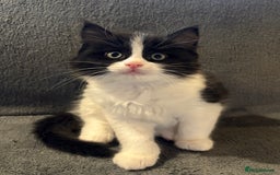 Ragcoon cats for sale: Stunning Maine Coon x Ragdoll kittens - Image 2