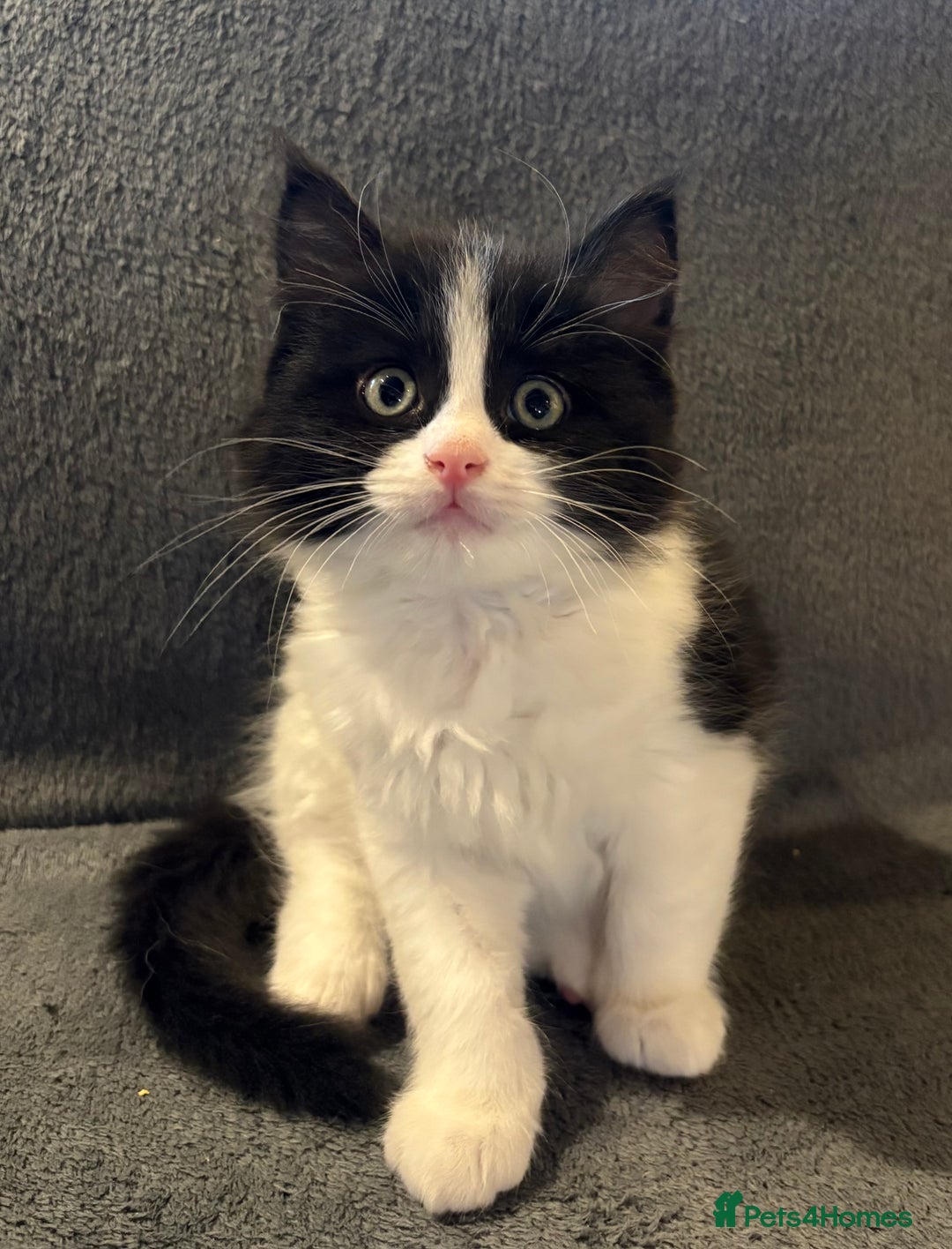 Ragcoon cats for sale: Stunning Maine Coon x Ragdoll kittens - Image 2