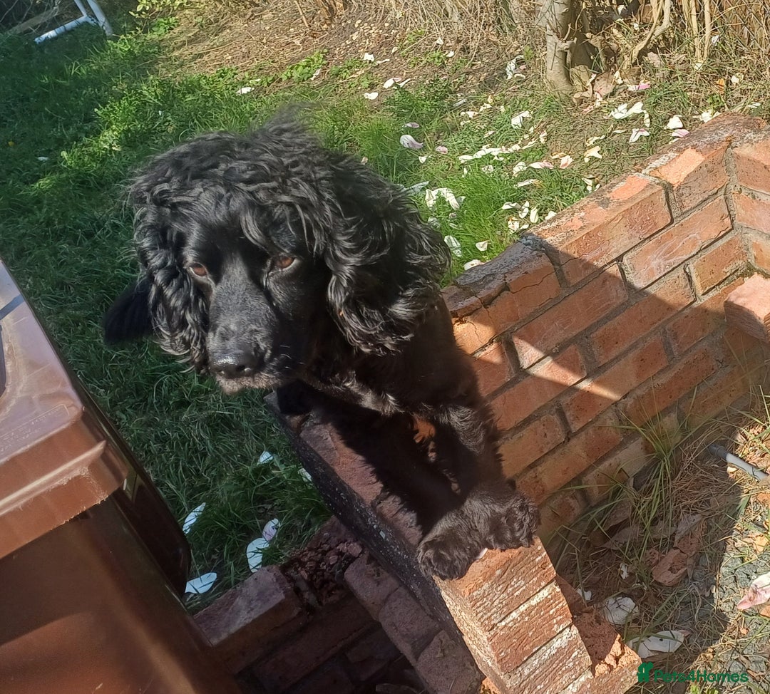 Cocker Spaniel dogs for sale: Betsy the cocker spaniel  - Image 8