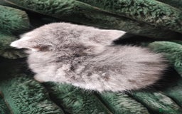 Devon Rex cats for sale: Munchkin x Devon rex  - Image 7