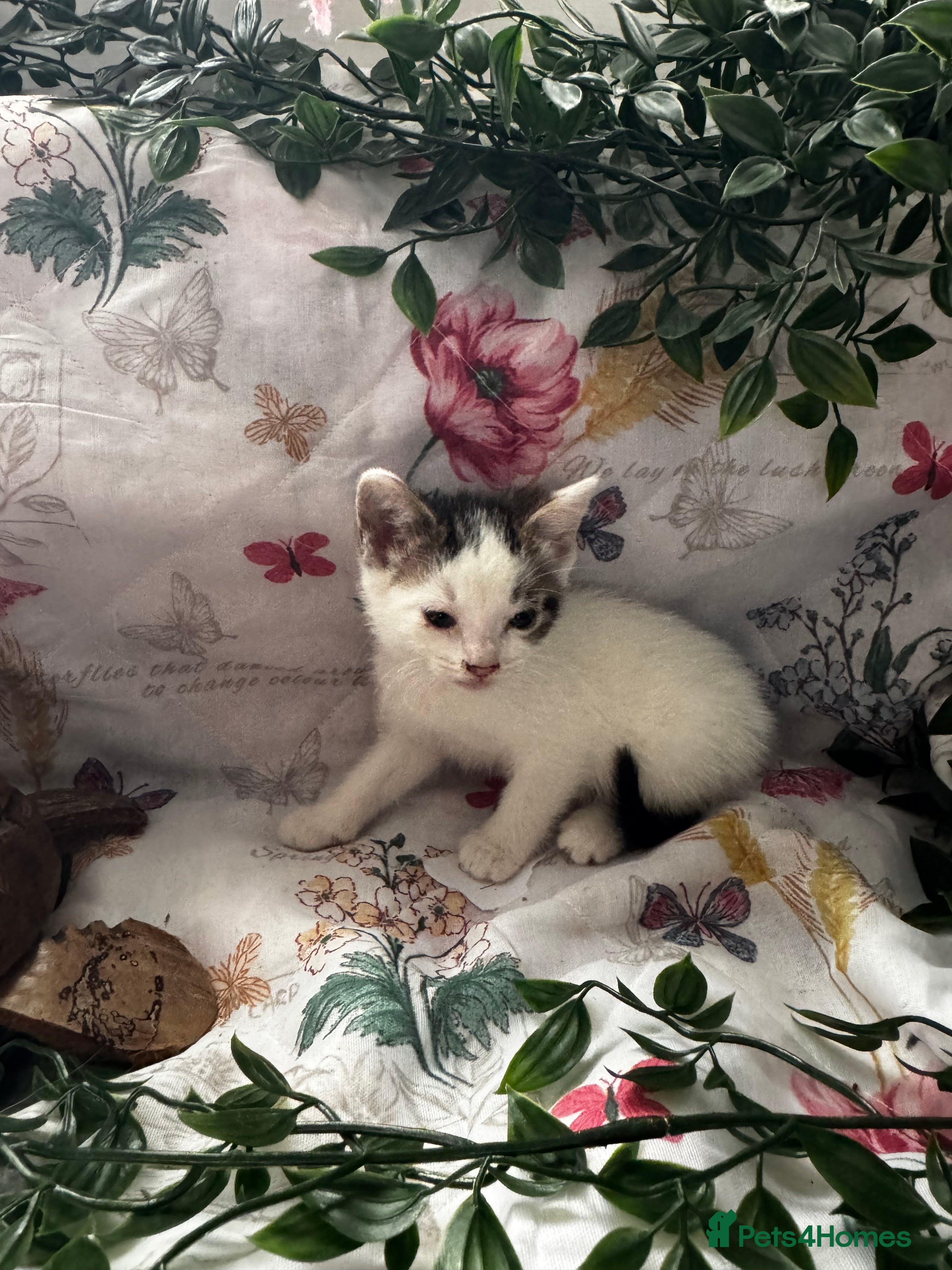 Mixed Breed cats 8 cute mixed breed kittens  - Advert 2