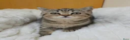 British Shorthair cats for sale: Golden Tabby Kittens  - Advert 31