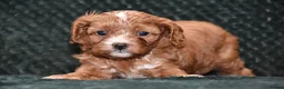 Cavapoo dogs for sale: F1 Toy Cavapoo Puppies Health Tested - Advert 12