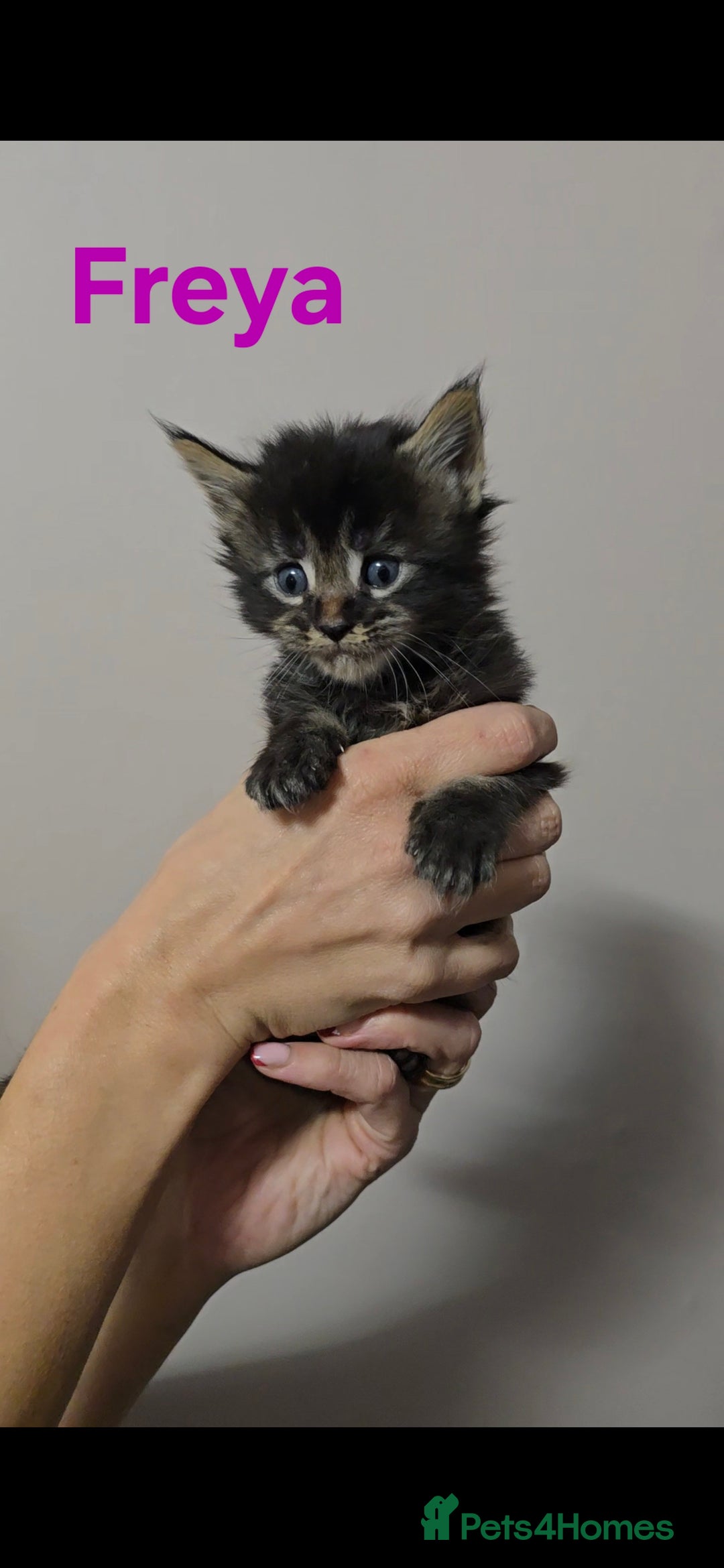 Maine Coon cats for sale: GCCF Maine Coon Kittens  - Advert 4