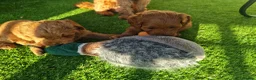 Cockapoo dogs for sale: Miniature Cockapoo  in Chesterfield - Advert 4