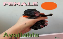 Mixed Breed dogs for sale: Mixed Breed Puppies - Image 13