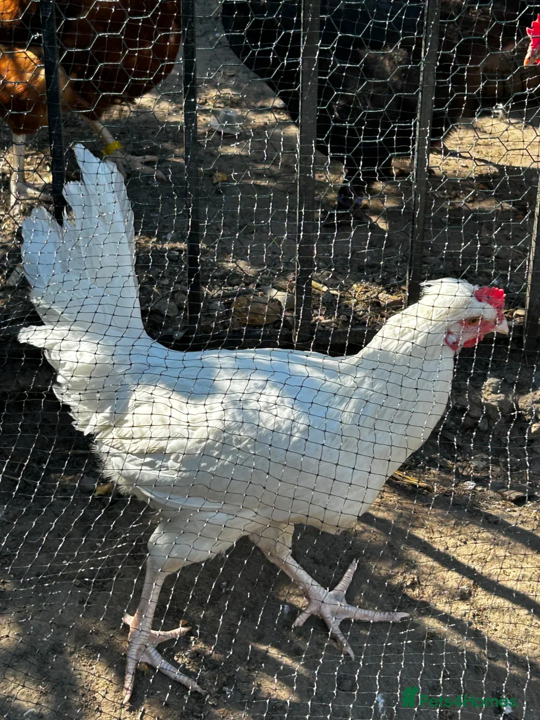 Chickens poultry for sale: 3 point of lay hens and 2 grower hens  - Advert 18