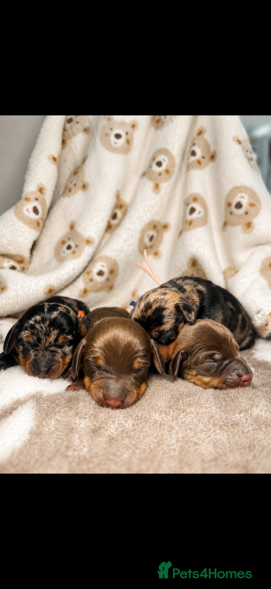 Miniature Dachshund dogs KC miniature wire hair dachshund  - Advert 2