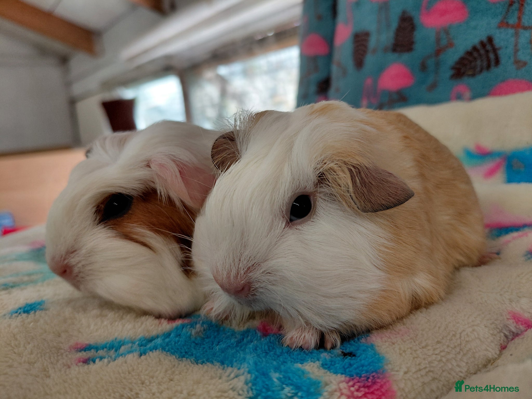 Guinea Pig rodents Baby Longhaired Boars Texel/Merino/Teddies RTR  - Advert 4