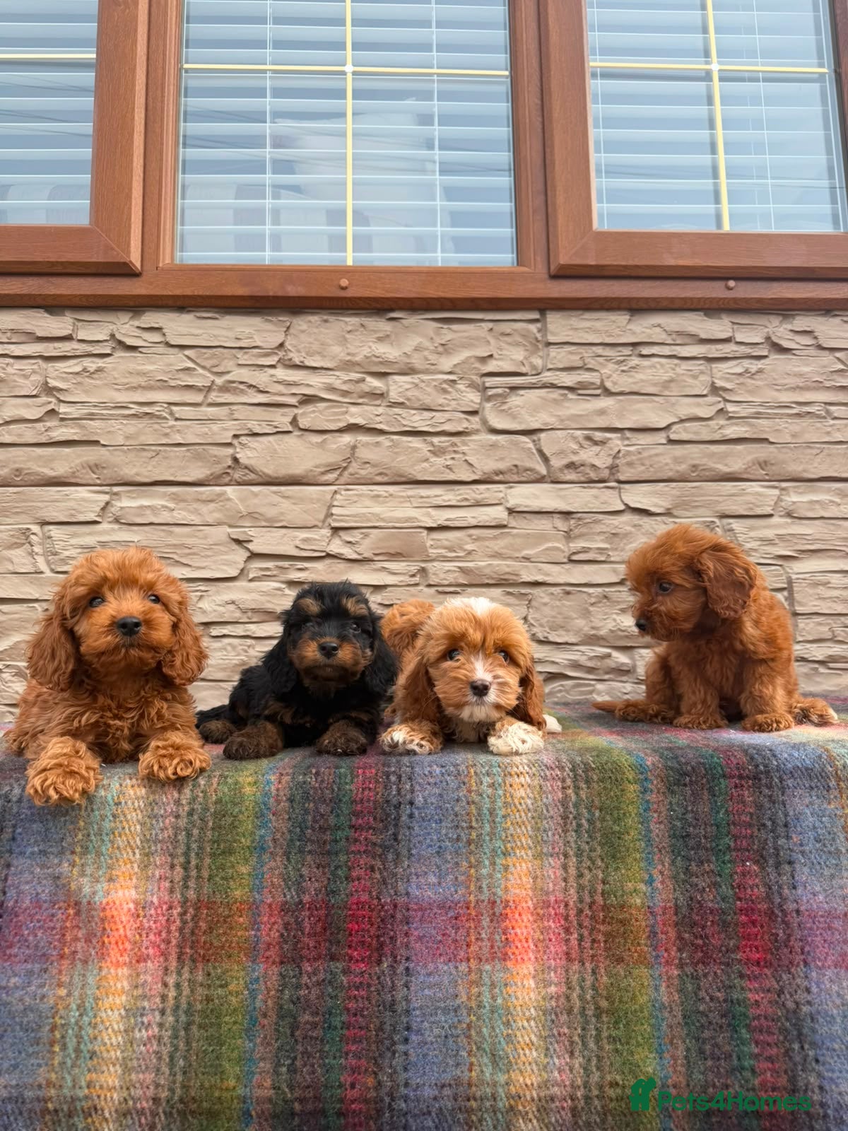 Cockapoo dogs F1 Cockapoos (council licensed)  - Advert 2