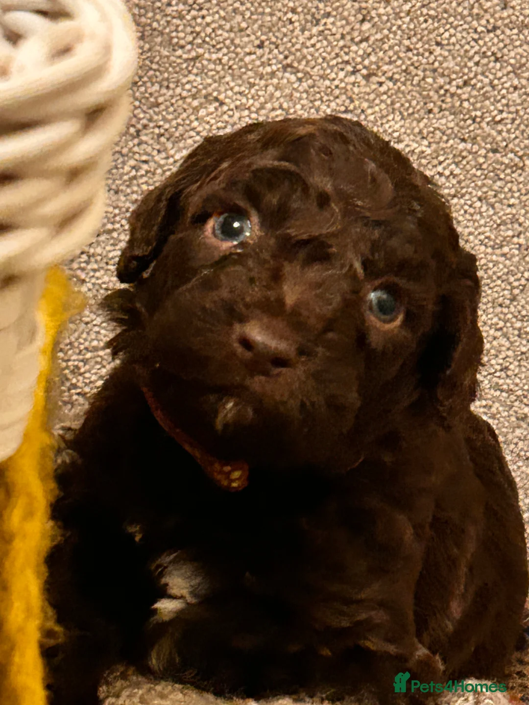 Lagotto Romagnolo dogs for sale: Spring Lagotto Romagnolo puppies - Advert 4