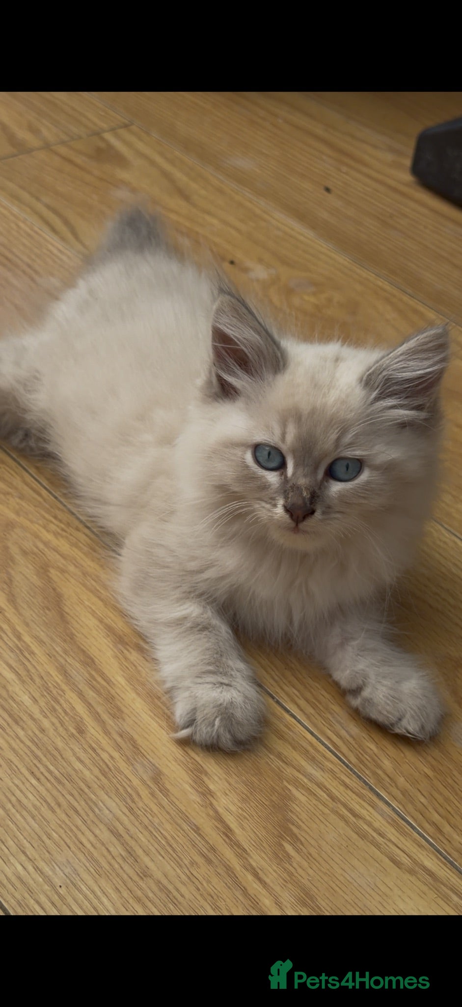 Siberian cats Adorable Siberian Neva Masquerades - Advert 2