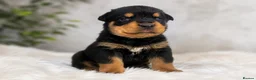 Rottweiler dogs for sale: KC chunky farm raised Rotties, both parents owned - Advert 6