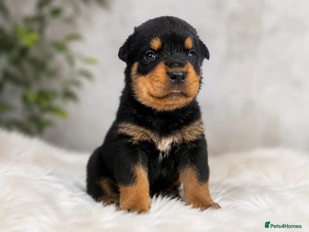 Rottweiler dogs for sale: KC chunky farm raised Rotties, both parents owned - Advert 6