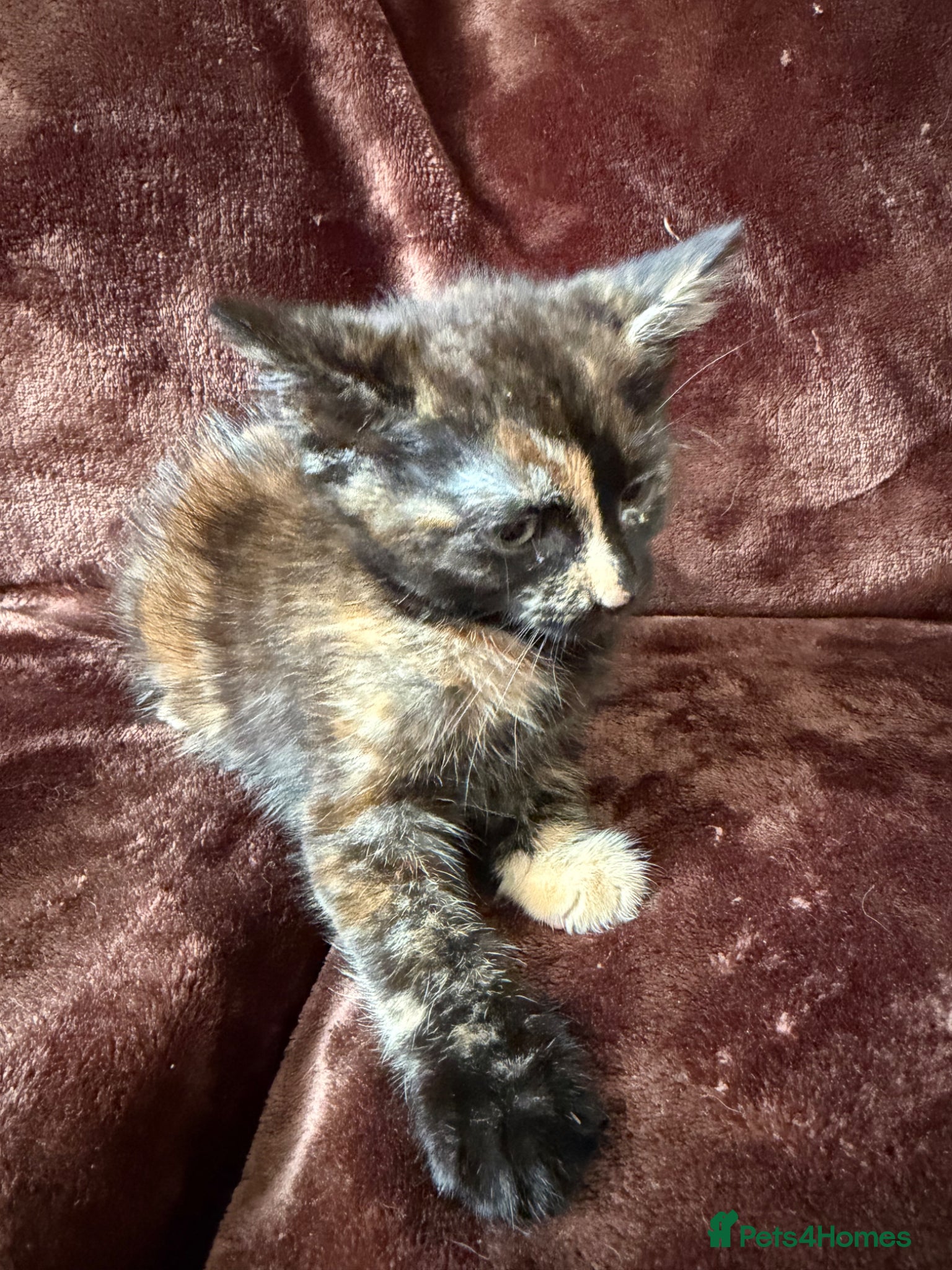 Mixed Breed cats for sale: Tortie Female Kittens - Advert 1
