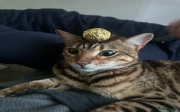 Bengal cats for sale: 2 year old bengal cats  - Image 5