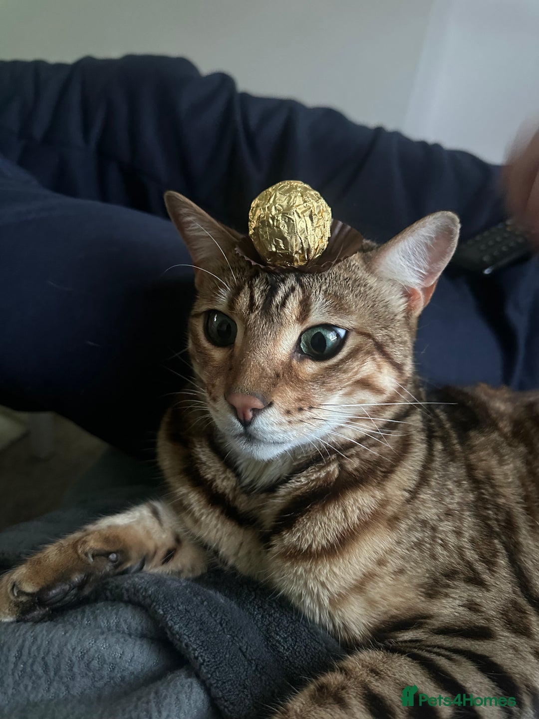 Bengal cats for sale: 2 year old bengal cats  - Image 5