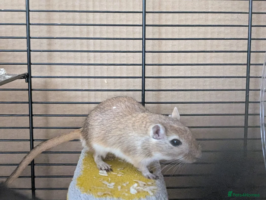 Gerbil rodents for sale: Milo and Dusty  in Gillingham - Advert 2