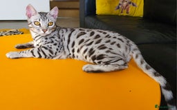 Bengal cats for sale: Exceptional Silver Rosetted Boy Available  - Advert 11