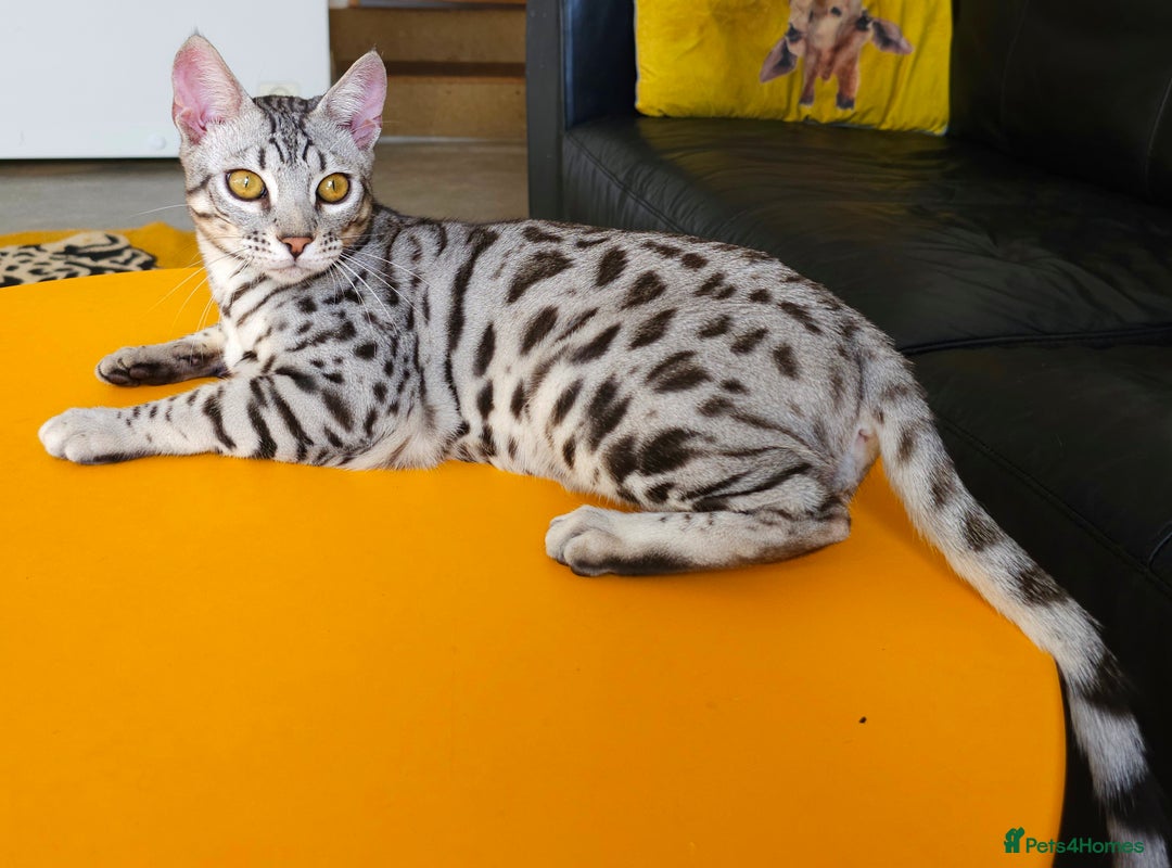 Bengal cats for sale: Exceptional Silver Rosetted Boy Available  - Advert 11